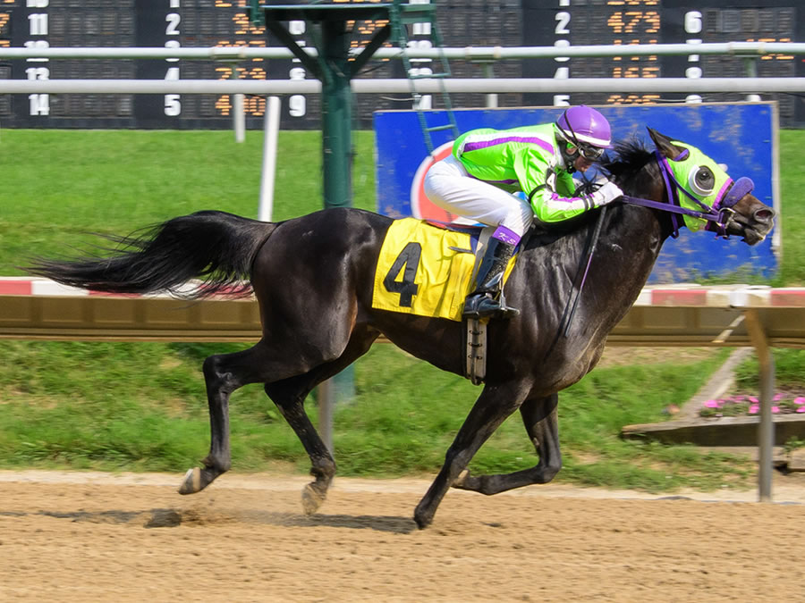 Jimdandy Tothe Reshessq, bred by Cre Run